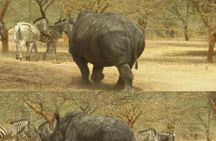  bandia wildlife reserve private- minimun 2 people to book it