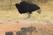  bandia wildlife reserve private- minimun 2 people to book it