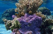Combo Diving and Snorkeling Half-Day Tour