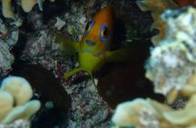 Combo Diving and Snorkeling Half-Day Tour