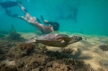 Half Day Low Isles Snorkelling Tour from Port Douglas