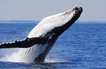 Whale Watching From Colombo