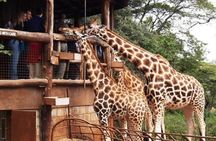 Karen Blixen Museum & Giraffe Centre Half day tour