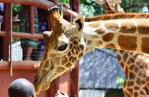 Karen Blixen Museum & Giraffe Centre Half day tour
