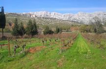 Cotes de Provence Wine Tour from Aix-en-Provence