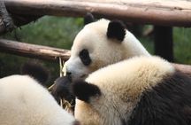 Half-Day Chengdu Panda Research Base Private Tour