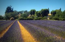 Provence Lavender Fields Tour from Aix-en-Provence