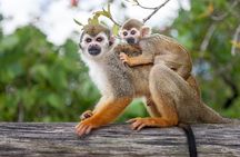 Monkeyland and Plantation Safari Tour from Punta Cana