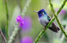 Birdwatching Tour at Mistico Park