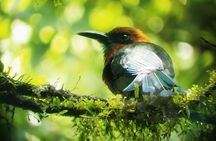 Birdwatching Tour at Mistico Park