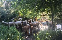 2-Hour Alpaca Farm Experience in Kenilworth