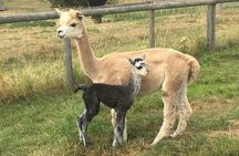 2-Hour Alpaca Farm Experience in Kenilworth