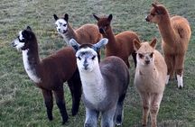 2-Hour Alpaca Farm Experience in Kenilworth