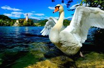 Discover Slovenia: Ljubljana & Bled Lake from Zagreb