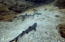Try Scuba Diving / Basic Diver
