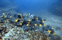 Try Scuba Diving / Basic Diver
