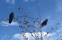 Spoken Treasures: Stanley Park Indigenous Walking Tour