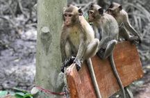 Small-Group Tour to Can Gio Vam Sat Mangrove Forest