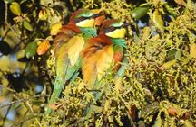 Birding & Photography Day Trip to Doñana from Seville