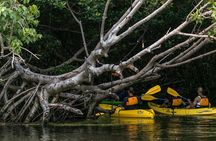 Bio Bay Night Kayaking | Laguna Grande, Fajardo