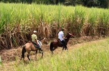 Cali: Horseback riding through beautiful landscapes and mountains