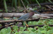 Full-Day Tour to Cahuita National Park from Puerto Limon