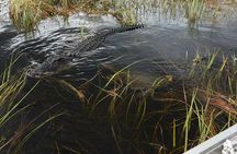 Florida Everglades Night Airboat Tour near Fort Lauderdale