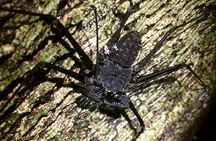 Manuel Antonio Jungle Night Tour with pick up included