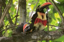 Esquipulas Bird watching Tour - Top Rainforest birding experience