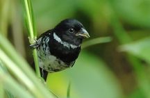 Esquipulas Bird watching Tour - Top Rainforest birding experience
