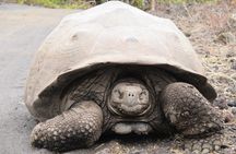 8-Day Galapagos Island Hopping Tour - 5 Islands Adventure