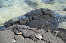 8-Day Galapagos Island Hopping Tour - 5 Islands Adventure