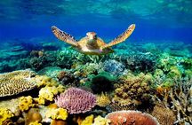 4 Day Cairns: Daintree Rainforest, Reef, Kuranda & Paronella Park