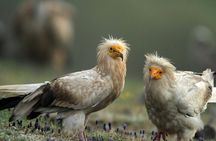 Two-day Birding Trip: The Eastern Rhodopes & Sakar