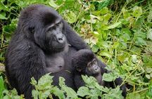 Gorilla Tracking & Batwa Culture Experience