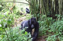 Lowland Gorilla trekking in Kahuzi-Biega National Park