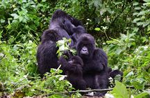 Lowland Gorilla trekking in Kahuzi-Biega National Park