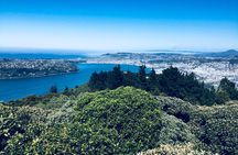 Dunedin City Highlights, Otago Peninsula Scenery & Albatross Guided Tour