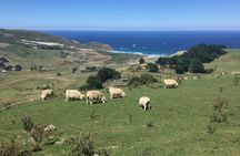 Private Guided Tour of Dunedin City Heritage and Unique Wildlife and Scenery