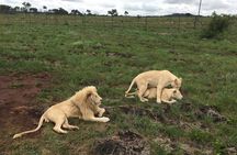 Full Day Lesedi Cultural Village and Mini Safari Tour