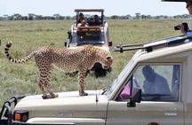 7 days Experience Camping Safari in Tanzania