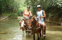 Samana and Miches BALLENAS