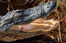 Air boat Ride and Nature Walk in Everglades National Park
