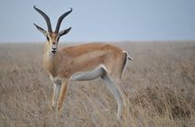 7 Days Tanganyika Wilderness Safari