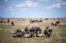 8 Days Great Wildebeest Calving Migration Safari from Arusha