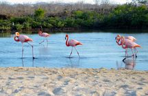  8-Day Galapagos Island Hopping Superior: Kicker Rock, Los Tuneles, Local Flight