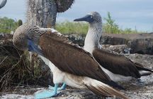 9-Day Colonial Quito & Galapagos Island Hopping