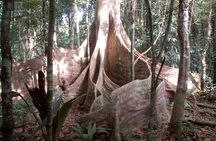 3 or 4-Day All Inclusive Napo Amazon Adventure with Accommodation in Eco Lodge