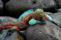 5 Days Galapagos Tour: Santa Cruz and Isabela Islands