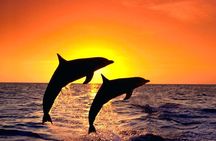 Explore the Garden Route from Port Elizabeth - 4 Days
